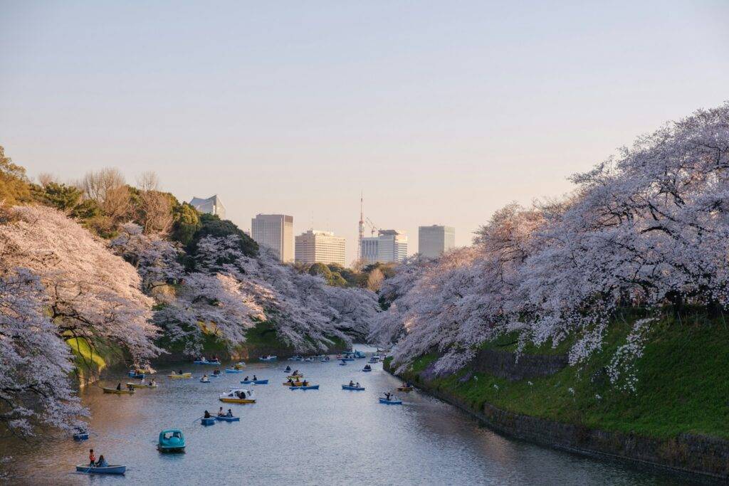 Cherry Blossom in Tokyo, Japan