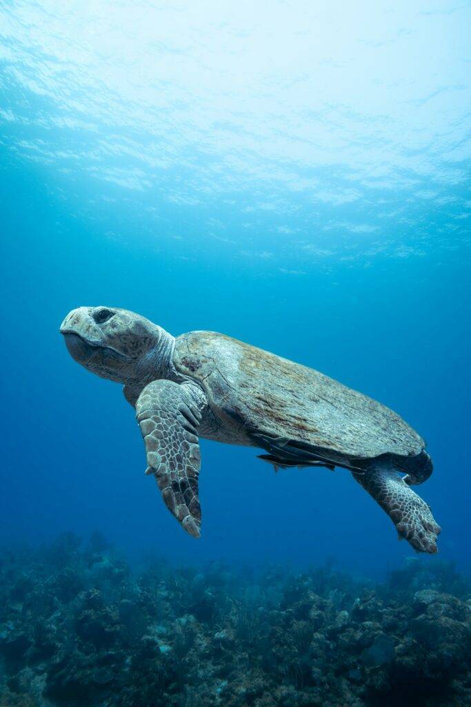 Best Spring Break Destinations in the Caribbean for Families