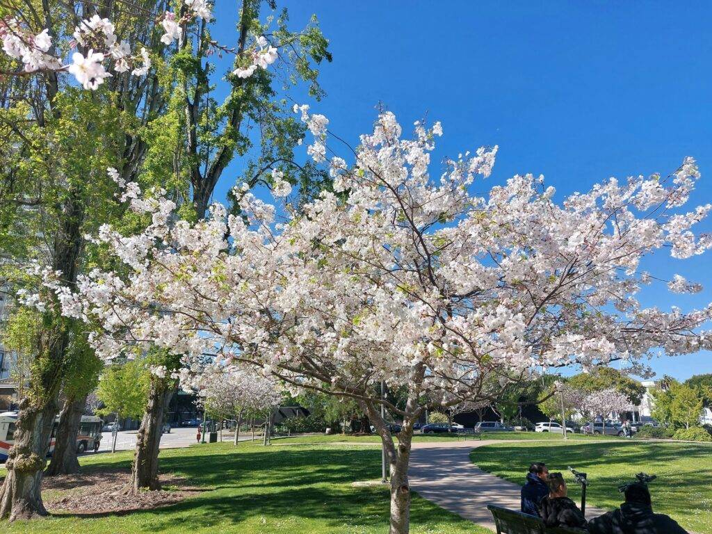 Cherry Blossoms in San Francisco