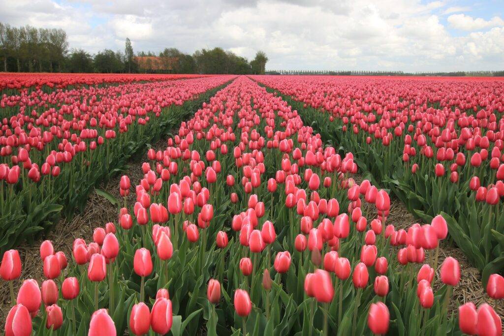 Pink Tulips in the Netherlands