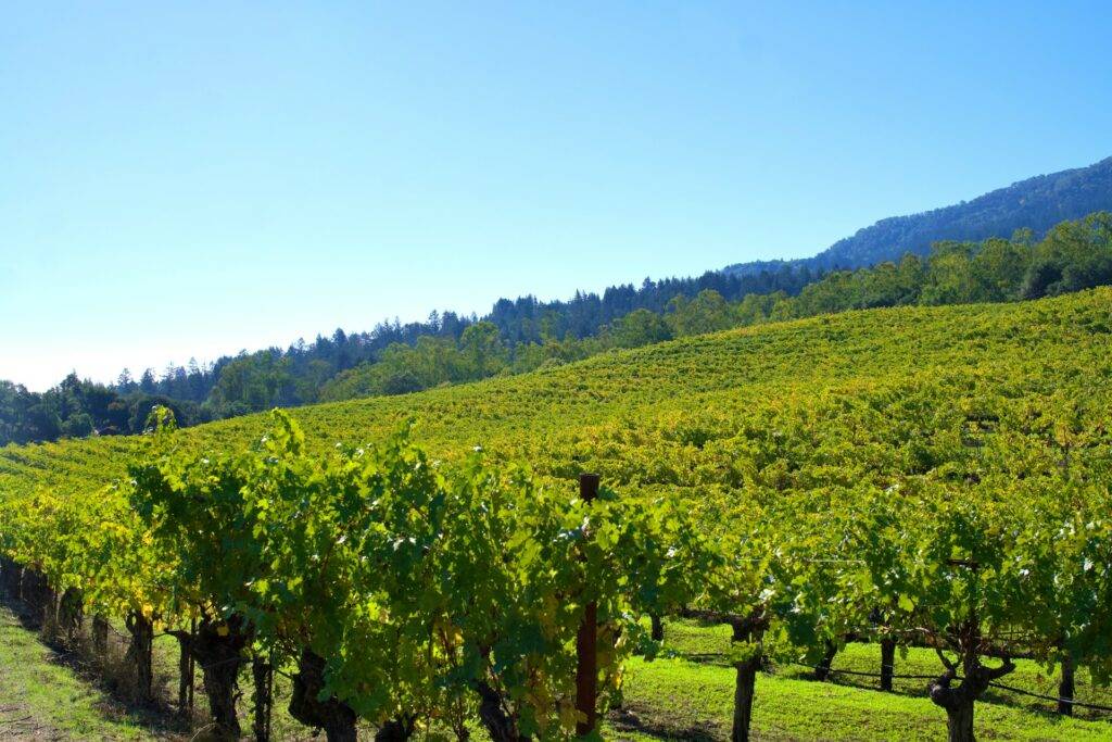 Green vineyards in Sonoma, CA, USA