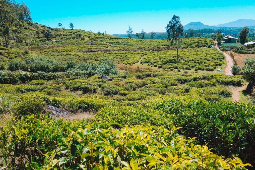 Countryside near Nuwara Eliya (1)