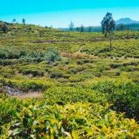 Countryside near Nuwara Eliya (1)
