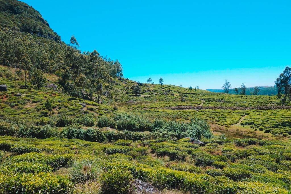 Countryside near Nuwara Eliya 
