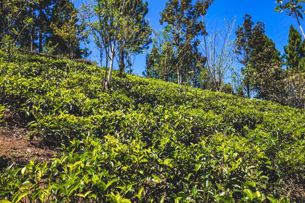 Ella Rock, Sri Lanka