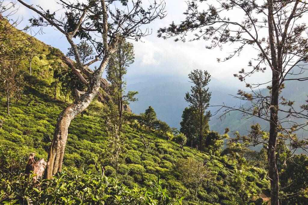 Ella Rock, Sri Lanka