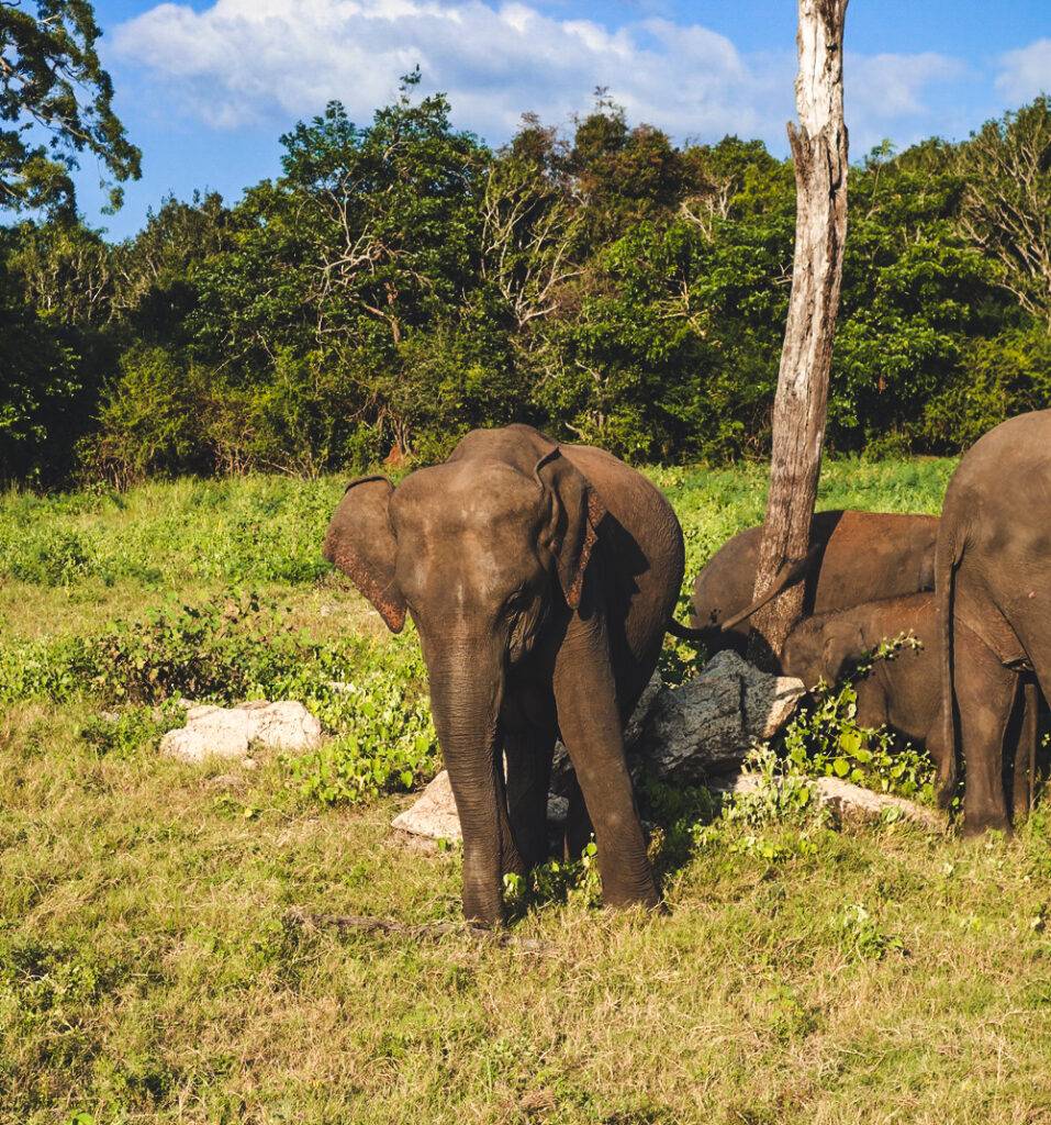 Baby Elephant in Buffaloes in Kaudulla Nationa Park, Sri Lanka