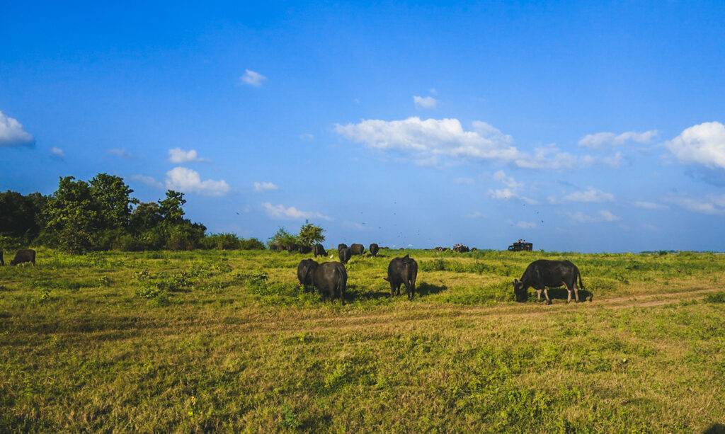 Buffaloes in Kaudulla Nationa Park, Sri Lanka