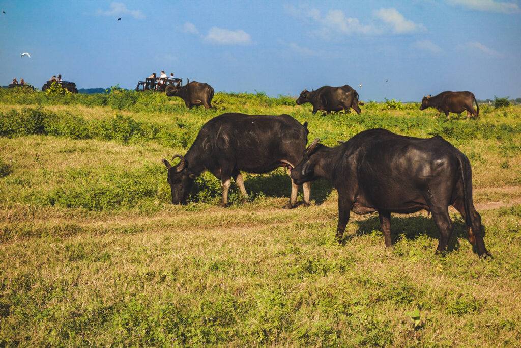 Buffaloes in Kaudulla Nationa Park, Sri Lanka