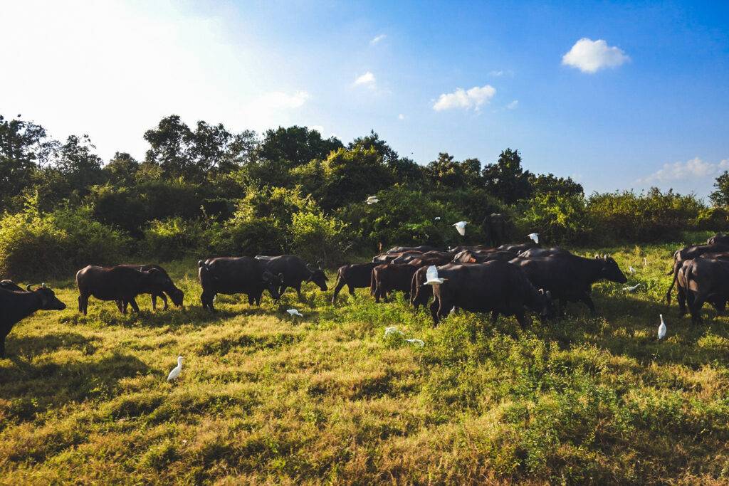 Buffaloes in Kaudulla Nationa Park, Sri Lanka