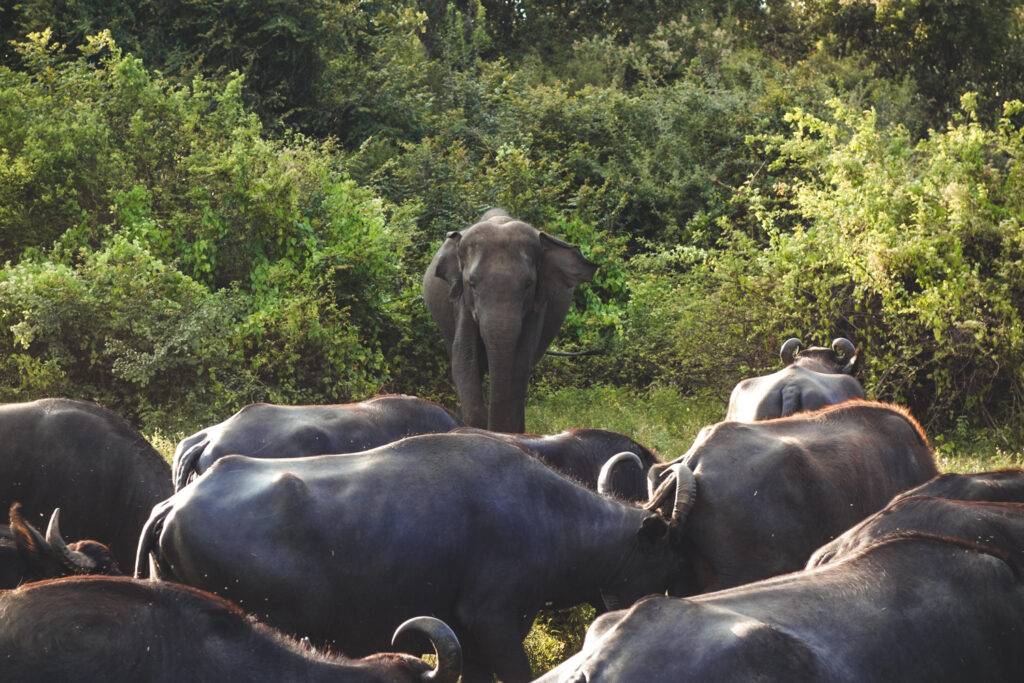Elephant and buffaloes in Herd of Elephants in Kaudulla Nationa Park, Sri Lanka