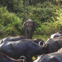 Elephant and buffaloes in Herd of Elephants in Kaudulla Nationa Park, Sri Lanka