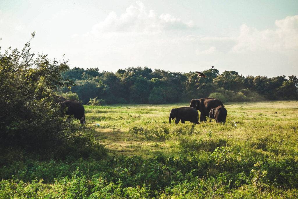 Herd of Elephants in Kaudulla Nationa Park, Sri Lanka