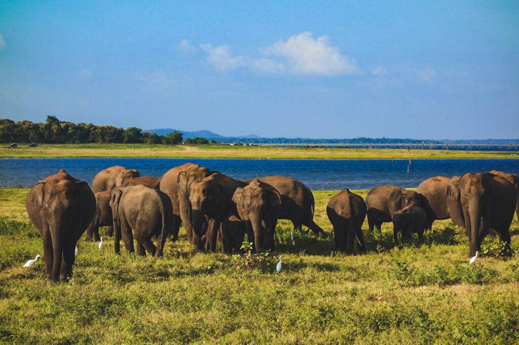 Herd of Elephants in Kaudulla Nationa Park, Sri Lanka