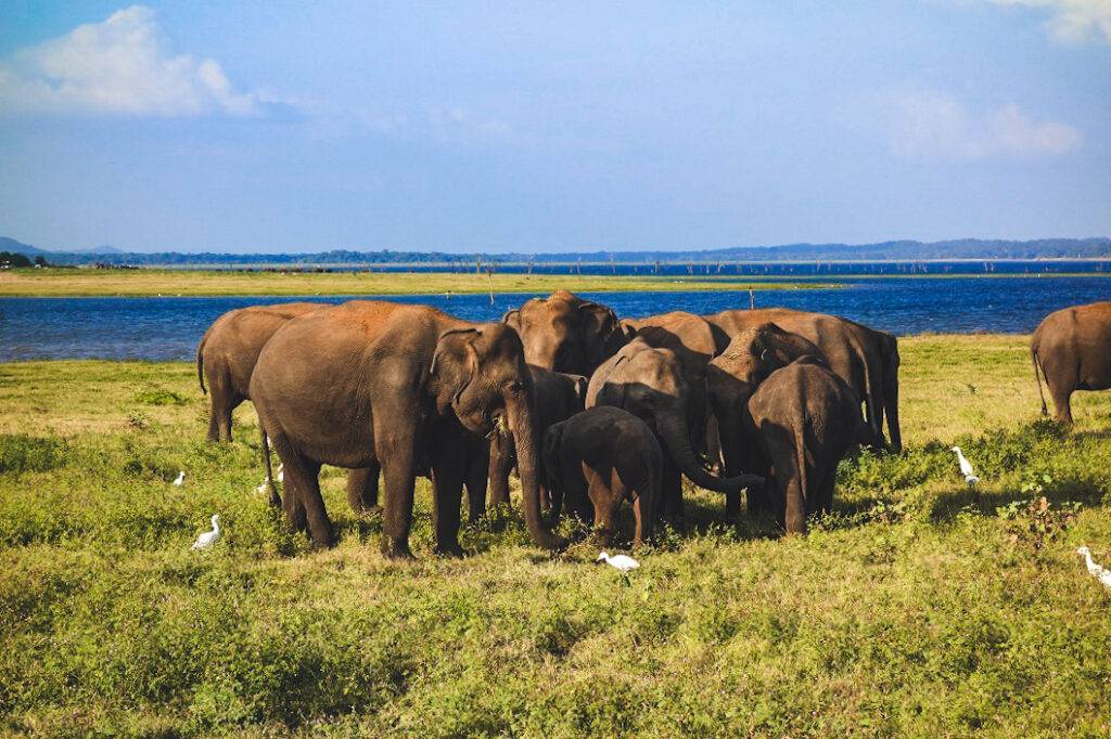 Herd of Elephants in Kaudulla Nationa Park, Sri Lanka