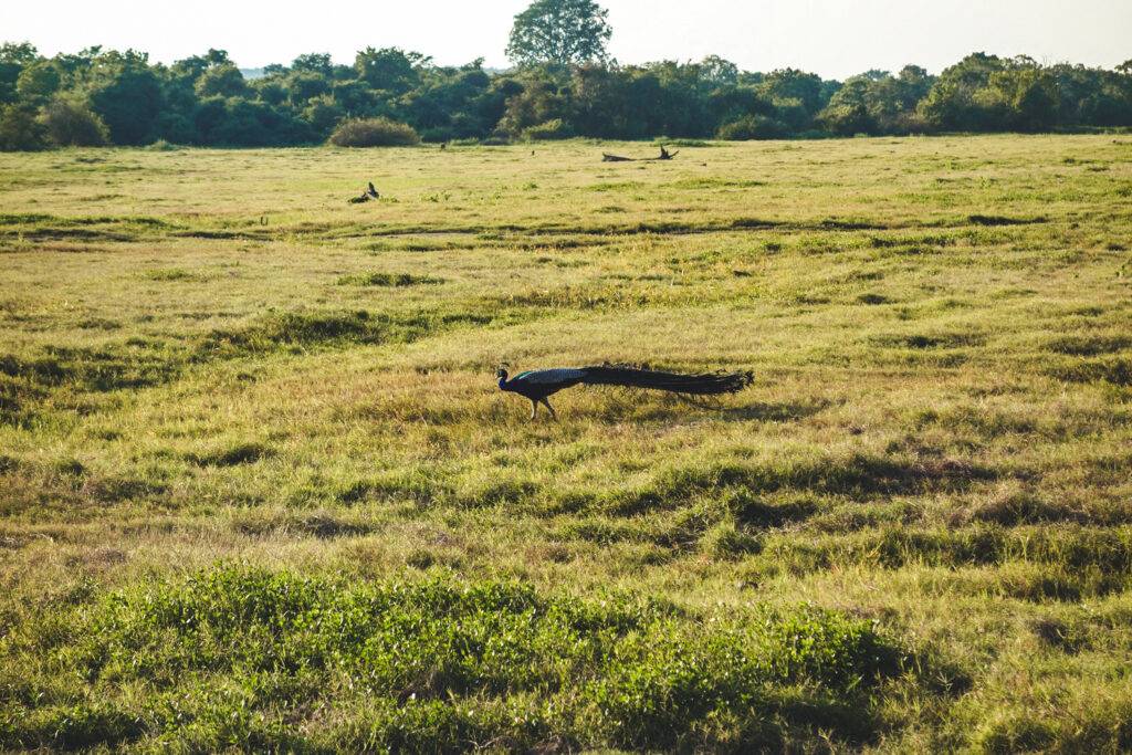 Peacock in Kaudulla Nationa Park, Sri Lanka