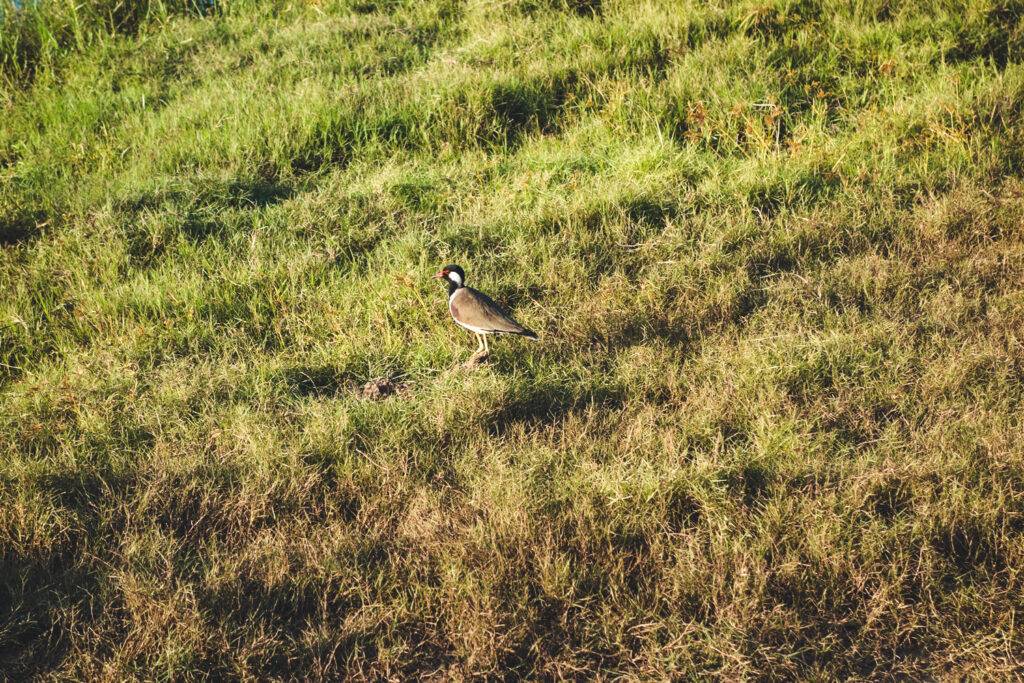 Bird in Kaudulla Nationa Park, Sri Lanka