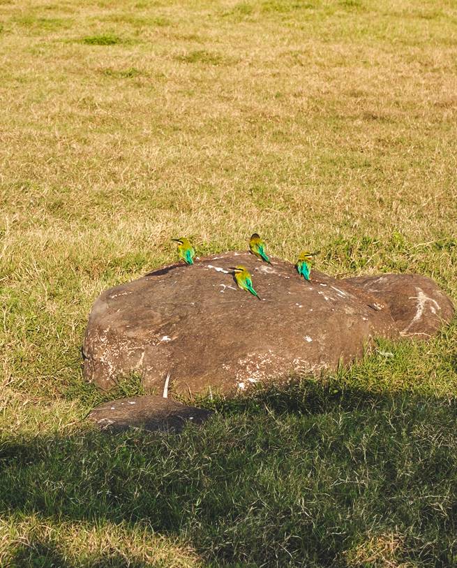 Small green birds in Kaudulla Nationa Park, Sri Lanka