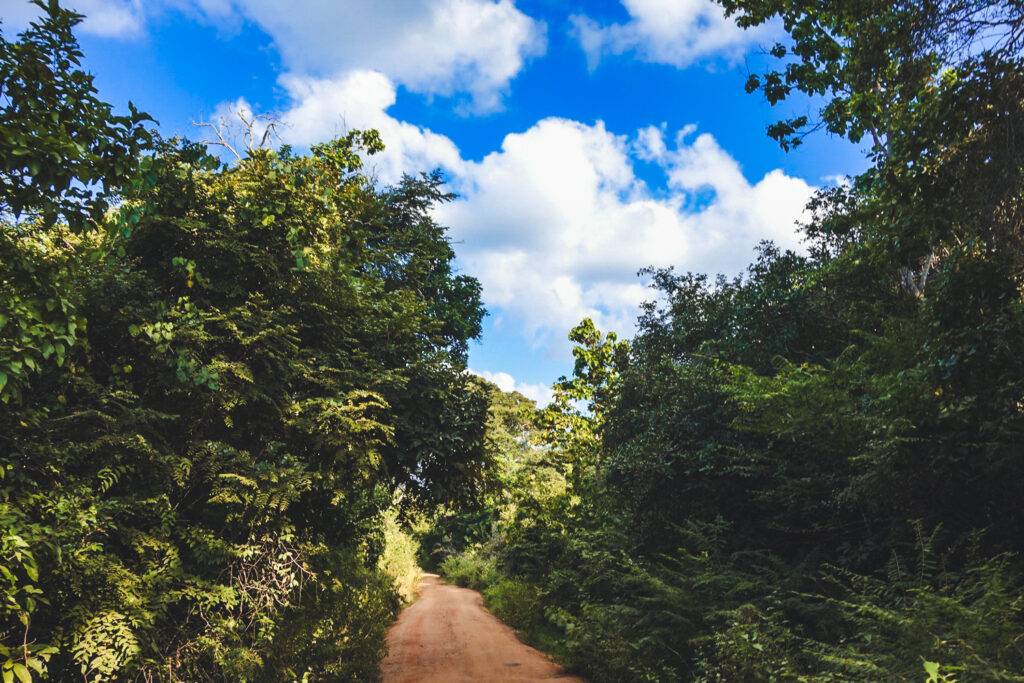 The road to the reservoir in Kaudulla Nationa Park, Sri Lanka