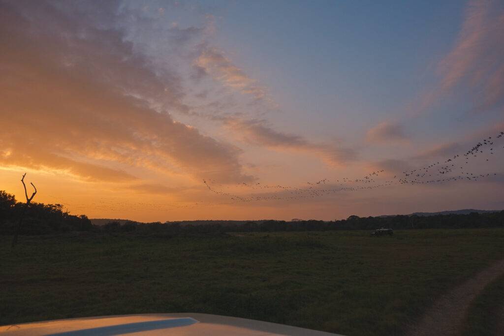 Sunset at Kaudulla Nationa Park, Sri Lanka