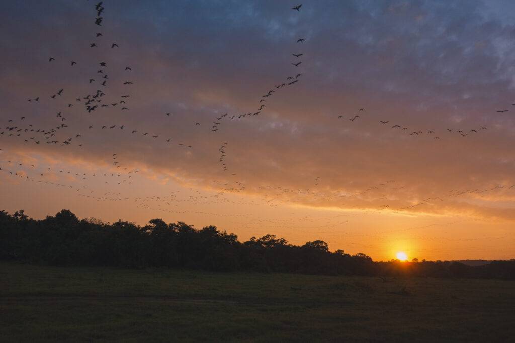 Sunset at Kaudulla Nationa Park, Sri Lanka