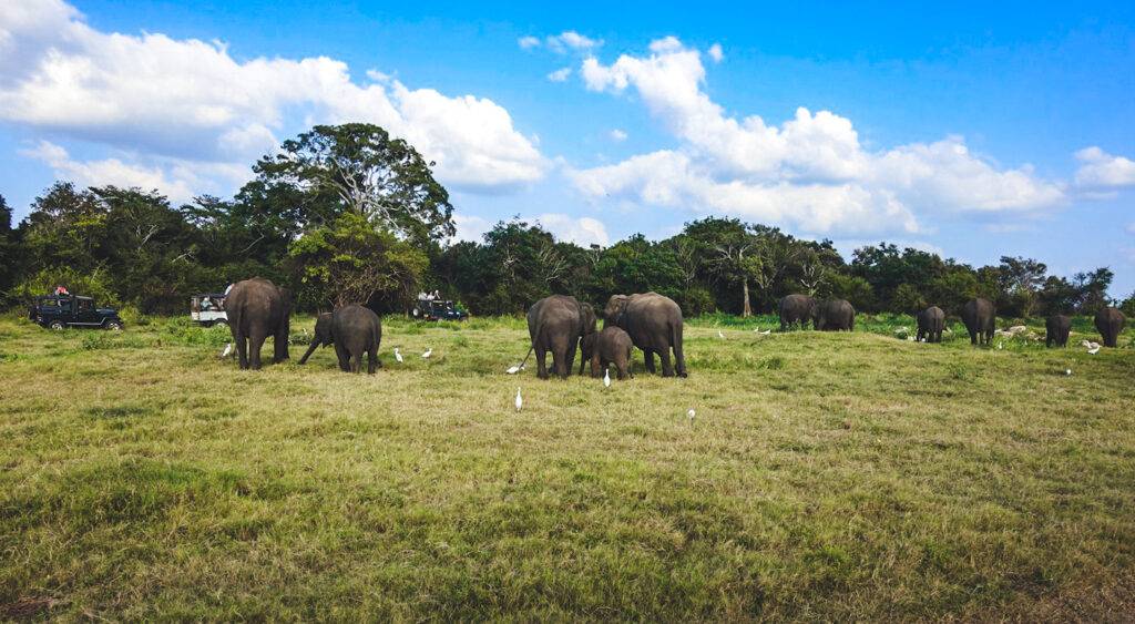 Elephants in Kaudulla Nationa Park, Sri Lanka