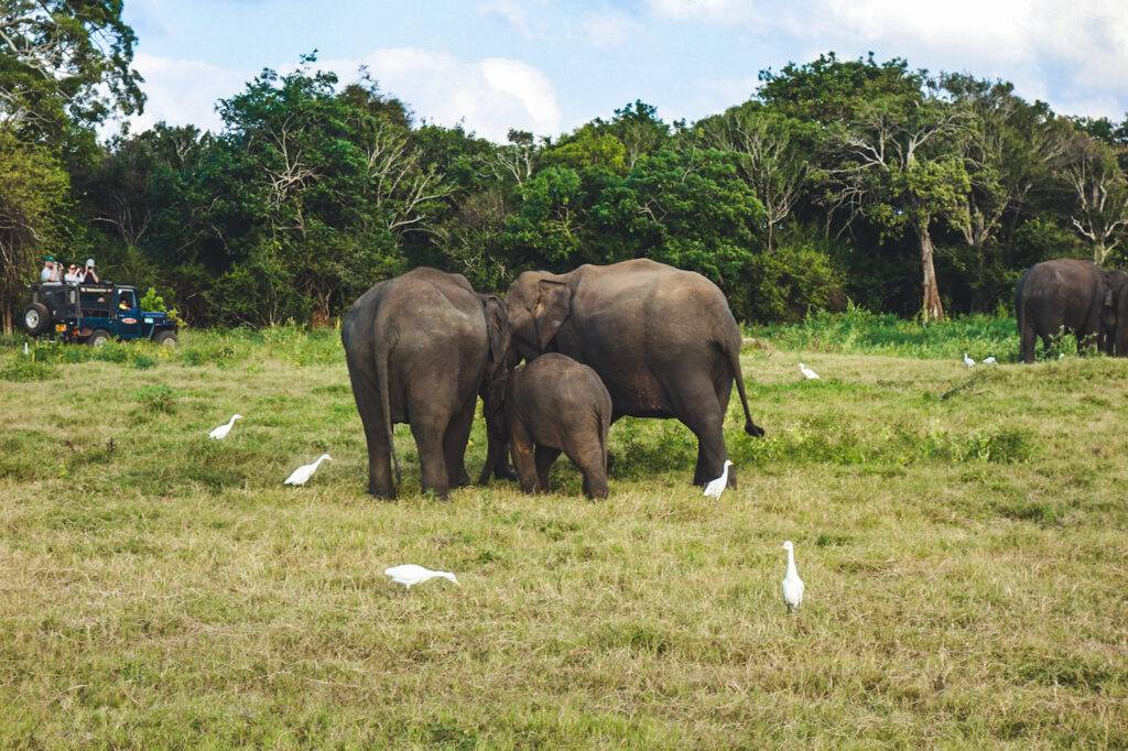 Elephants in Kaudulla Nationa Park, Sri Lanka