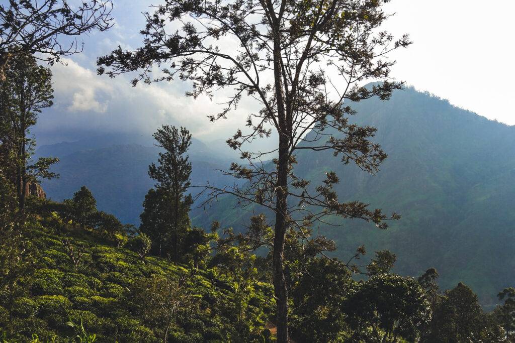 Little Adam's Peak, Sri Lanka (5)