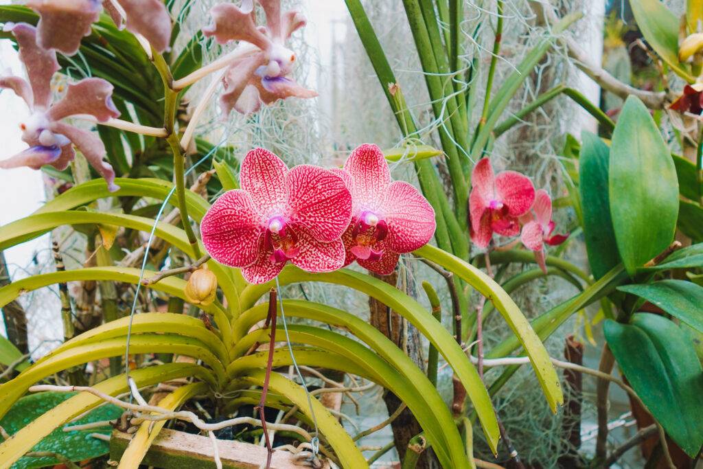 Orchids at the Royal Botanical Gardens, Kandy