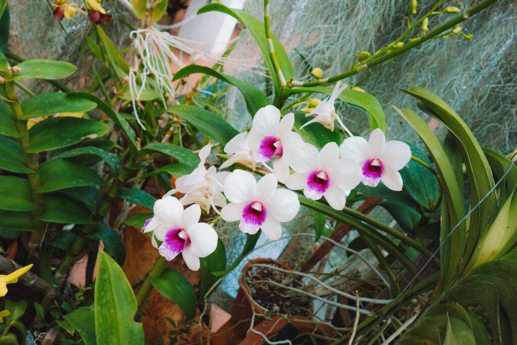 Orchids at the Royal Botanical Gardens, Kandy
