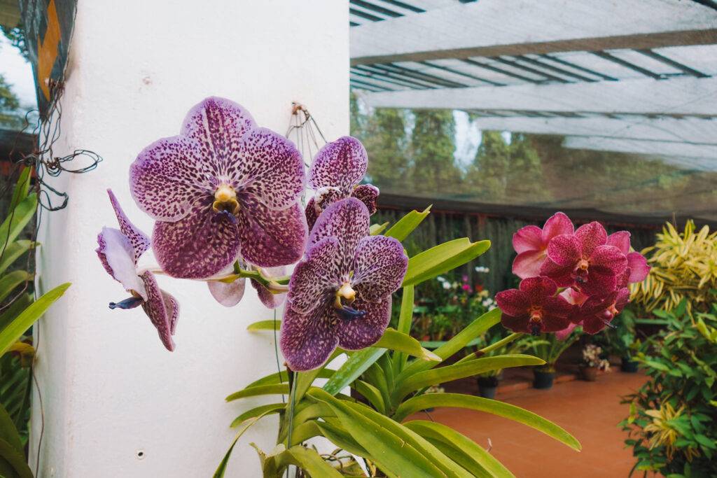 Orchids at the Royal Botanical Gardens, Kandy