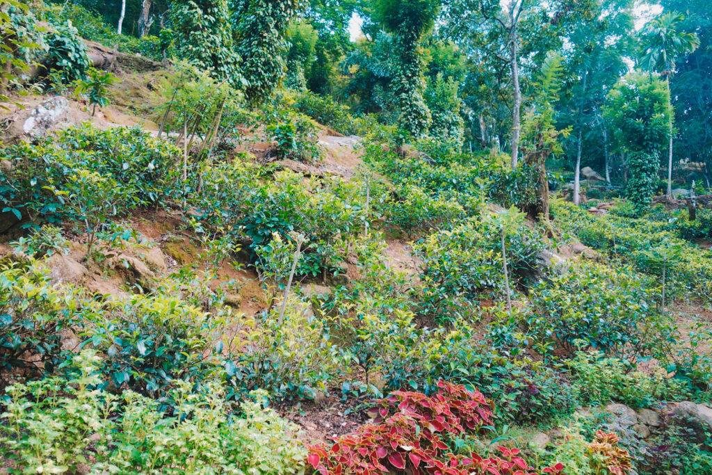 Spice Garden near Kandy, Sri Lanka