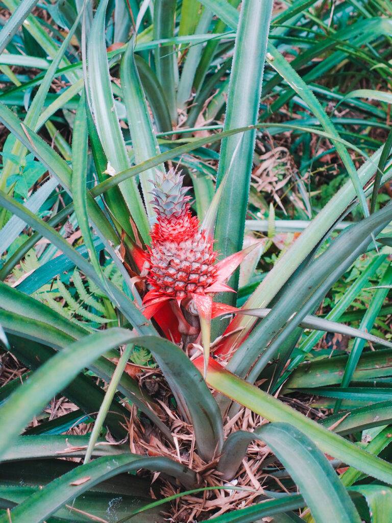 Pineapple at a Spice Garden near Kandy, Sri Lanka