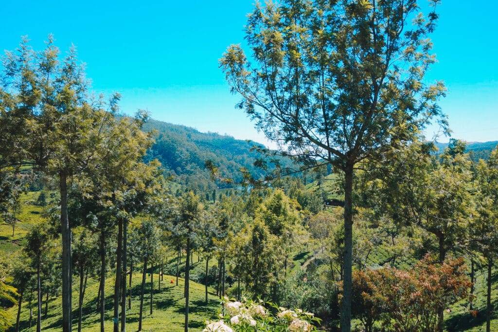 Tea plantation near Nuwara Eliya, Sri Lanka 