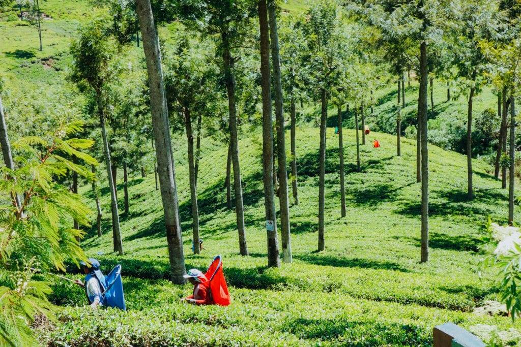 Tea plantation near Nuwara Eliya, Sri Lanka