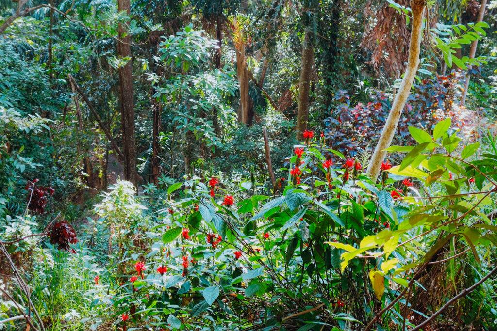 Udawattakele Forest Reserve, Kandy
