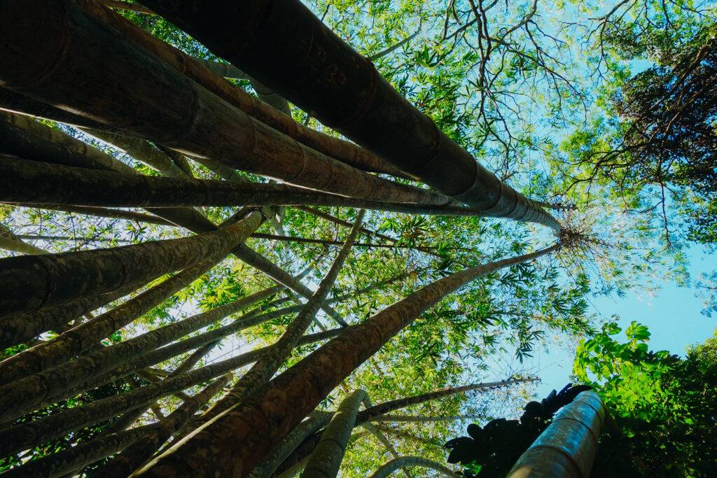 Udawattakele Forest Reserve, Kandy