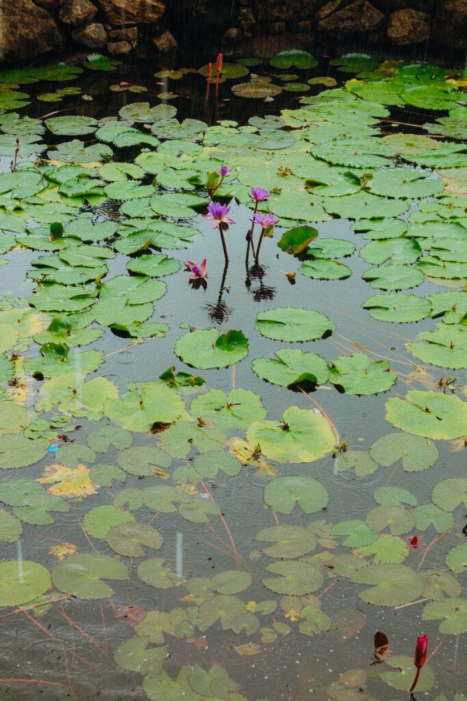 Lotus Pond
